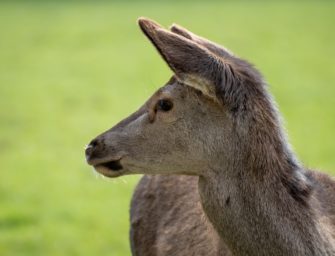 Wildtierstiftung: Risiko von Kälberwaisen auf Bewegungsjagden