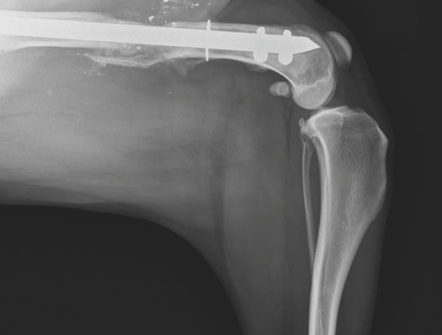 Röntgenbild eines eingesetzten Implantats bei dem Oberschenkelknochen eines Hundes.