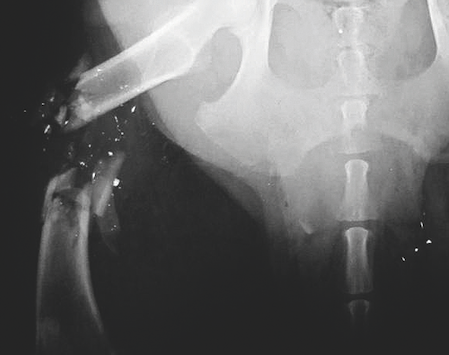 Röntgenbild eines zersplitterten Oberschenkels eines Hundes.