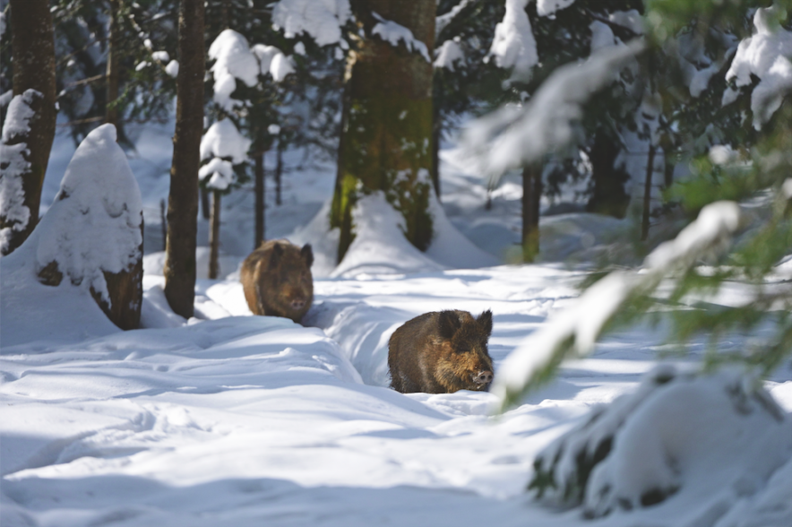 Zwei Wildschweine stapfen durch verschneiten Wald.