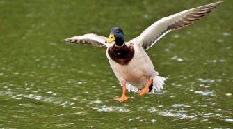Hessen: Jäger helfen bei der Untersuchung auf klassische Geflügelpest