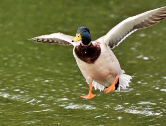 Hessen: Jäger helfen bei der Untersuchung auf klassische Geflügelpest
