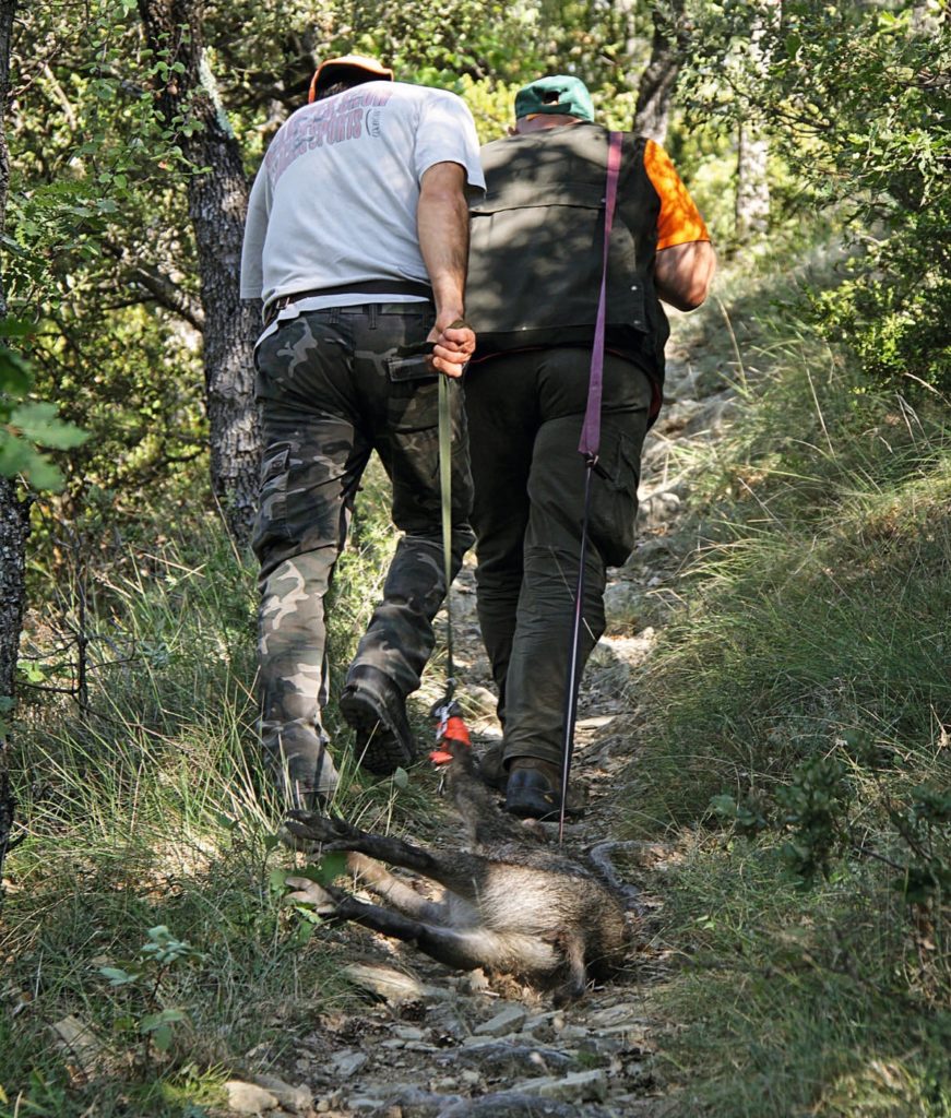 Zwei Jäger ziehen ein geschossenes Wildschwein über einen schmalen Bergpfad.