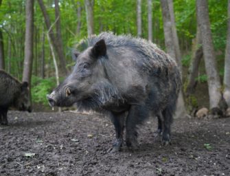 Schweinepest in Thüringen ASP Schmalkalden-Meiningen