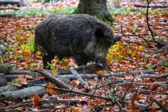 ASP: Erstes Wildschwein in Mecklenburg-Vorpommern befallen