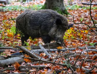 ASP: Erstes Wildschwein in Mecklenburg-Vorpommern befallen