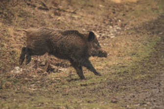 Drückjagd zur Rauschzeit – Begegnung der besonderen Art