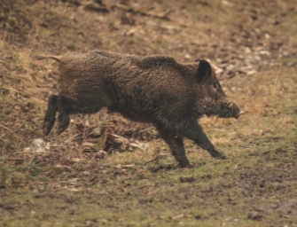 Drückjagd zur Rauschzeit – Begegnung der besonderen Art