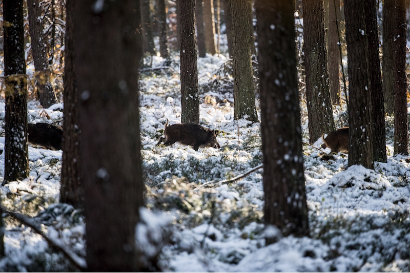 Rotte Wildschweine läuft über verschneiten Waldboden zwischen Bäumen.