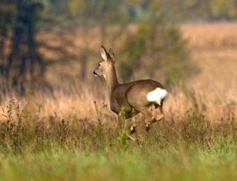 Jagd auf Rehwild in Polen – Weite Felder, viele Erfolge