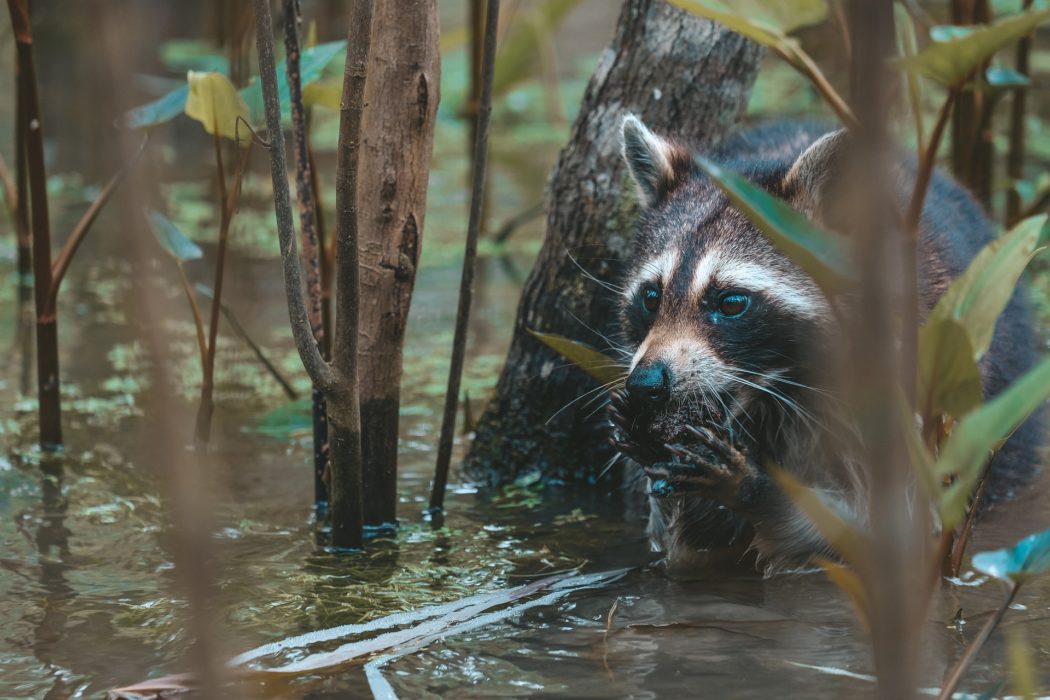 animal-gef457ddc7_1920