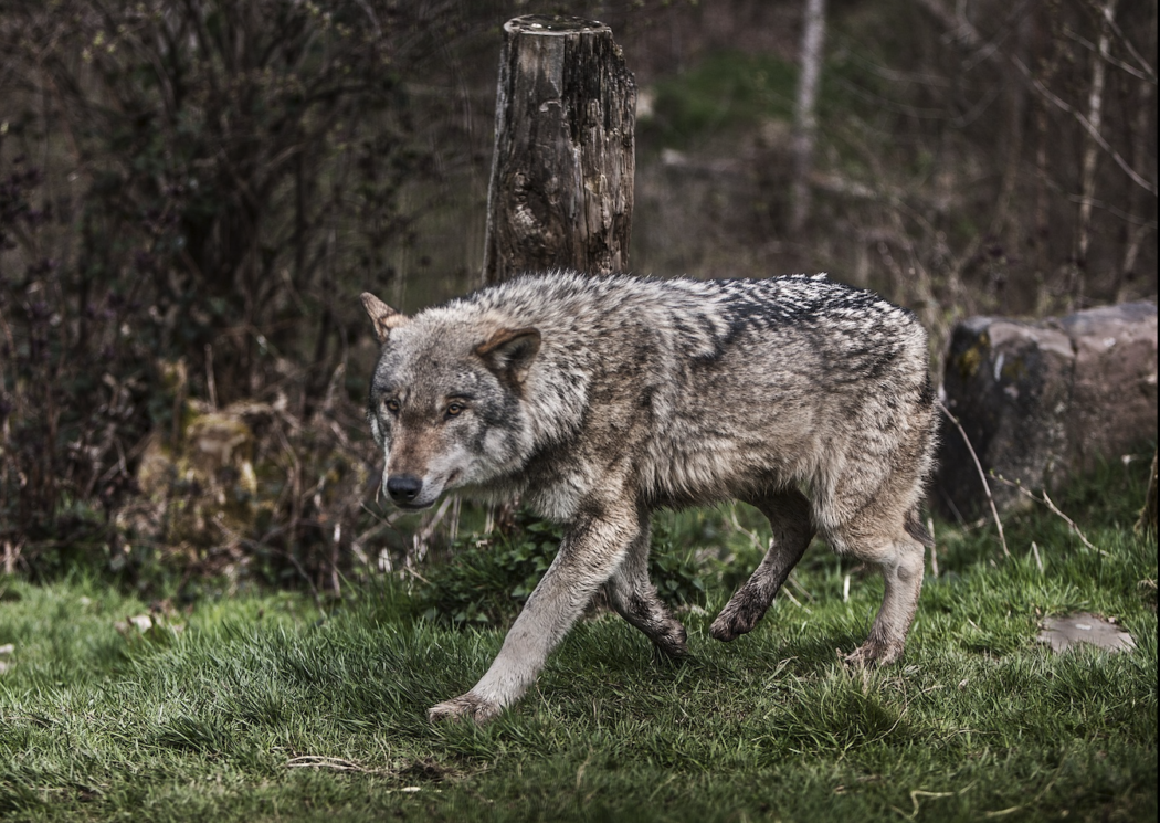 wolf-g928c66115_1920