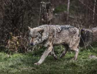 Jagdhund von sieben Wölfen im Böhmerwald tödlich verletzt
