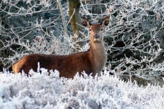 Kahlwild und Hirsch – Verbreitung und Entwicklung des Rotwildes