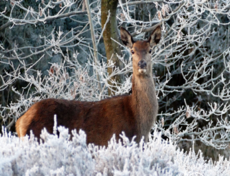 Kahlwild und Hirsch – Verbreitung und Entwicklung des Rotwildes