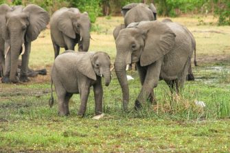 Botswana: Jagdlizenzen für Elefanten werden versteigert