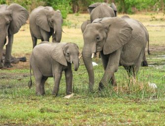 Botswana: Jagdlizenzen für Elefanten werden versteigert