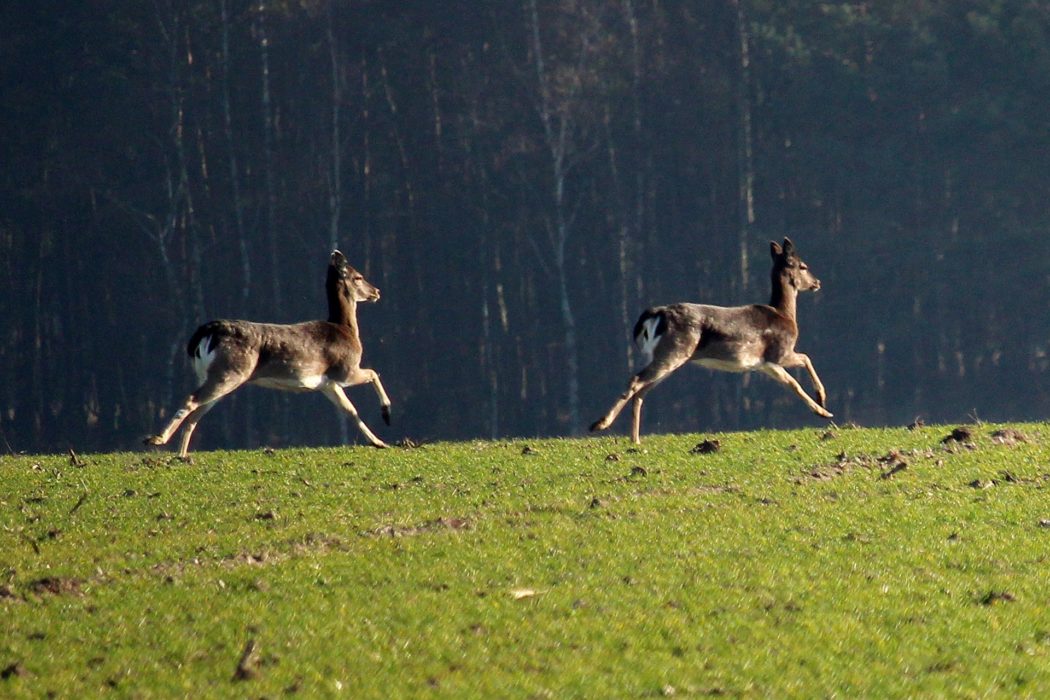 fallow-deer-g062c07ea6_1920