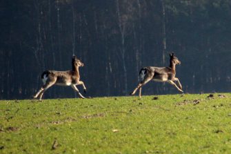 Ansitzdrückjagd auf Damwild – In der Ruhe liegt die Kraft
