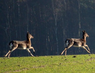 Ansitzdrückjagd auf Damwild – In der Ruhe liegt die Kraft