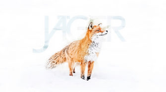 Fuchs im Schnee – Desktop Hintergrund Wallpaper