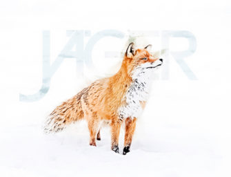 Fuchs im Schnee – Desktop Hintergrund Wallpaper