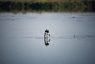 Israel: Jagdverbot wegen Vogelgrippe im Gespräch