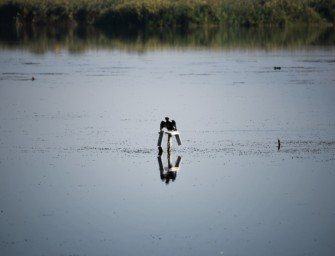 Israel: Jagdverbot wegen Vogelgrippe im Gespräch