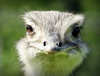 Nandu – der große Vogel in Deutschland