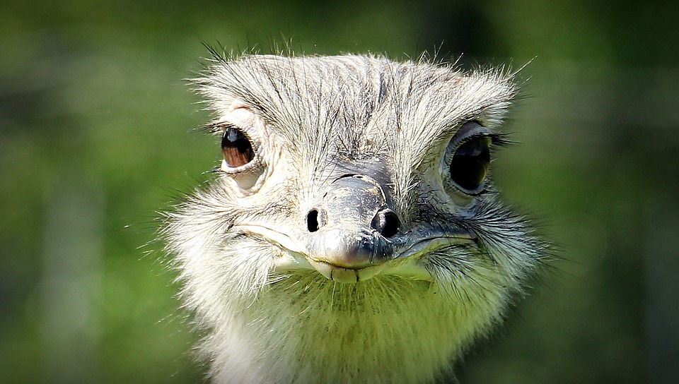 Nandu