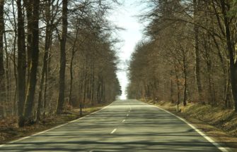 Wildunfall – Maßnahmen zur Prävention