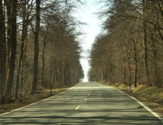 Wildunfall – Maßnahmen zur Prävention