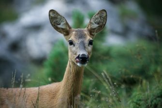 Erhöhter Rehverbiss in bayerischen Wäldern bereitet Sorge