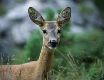 Erhöhter Rehverbiss in bayerischen Wäldern bereitet Sorge