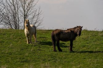 Sechster Wolfsriss an einem Pony im Gebiet Schermbeck