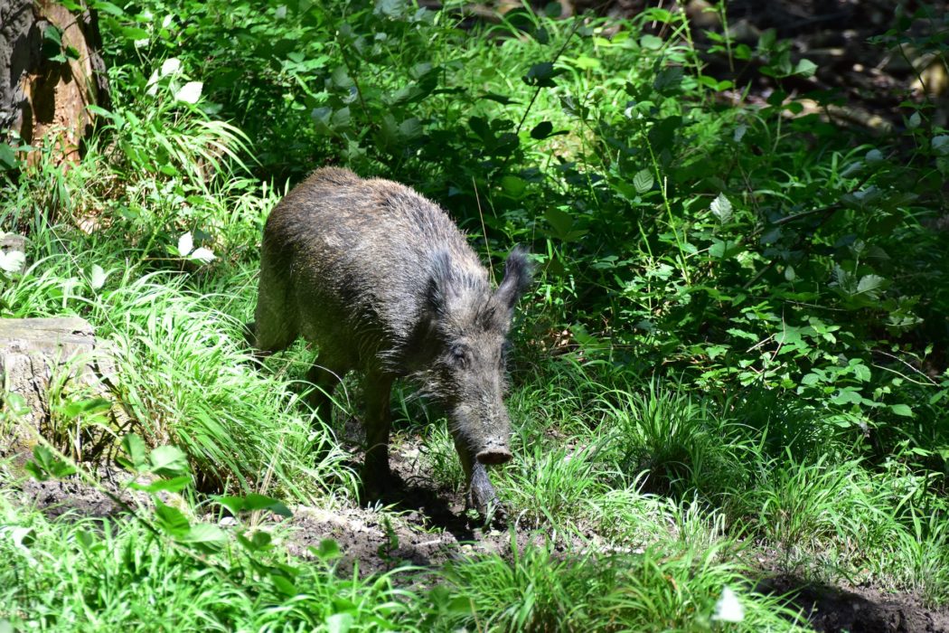 wild-boar-in-the-wilderness-g0000c8320_1920