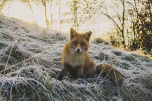 Fuchs bei frostigem Wetter.