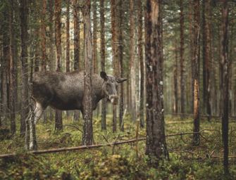 Jagd auf Elch – Die schwedische Elchpirsch