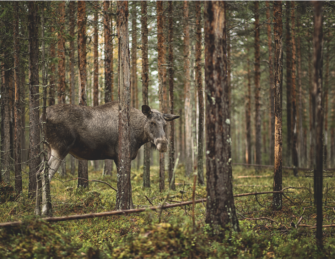 Jagd auf Elch – Die schwedische Elchpirsch