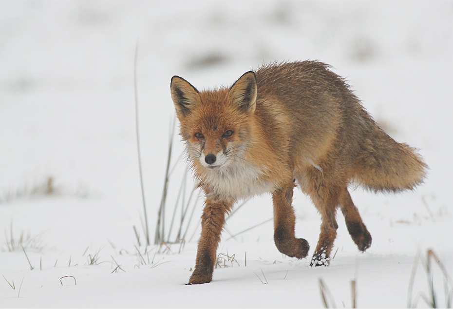 Fuchs läuft über verschneites Feld.