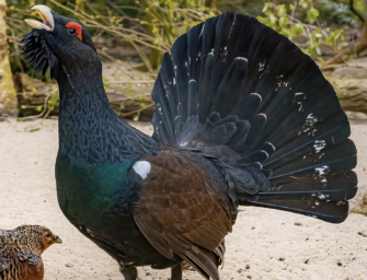 Jagdreise: Jagd auf den Auerhahn in Osteuropa