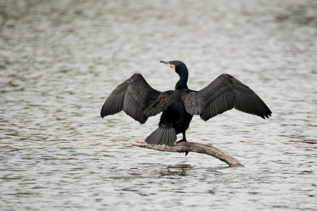 cormorant-g0c720c70f_1920