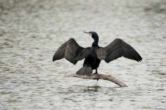 Kormoran das Aus für Angler und Fischer – wenn Naturschutz zu weit geht