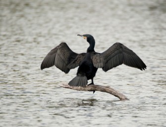 Kormoran das Aus für Angler und Fischer – wenn Naturschutz zu weit geht