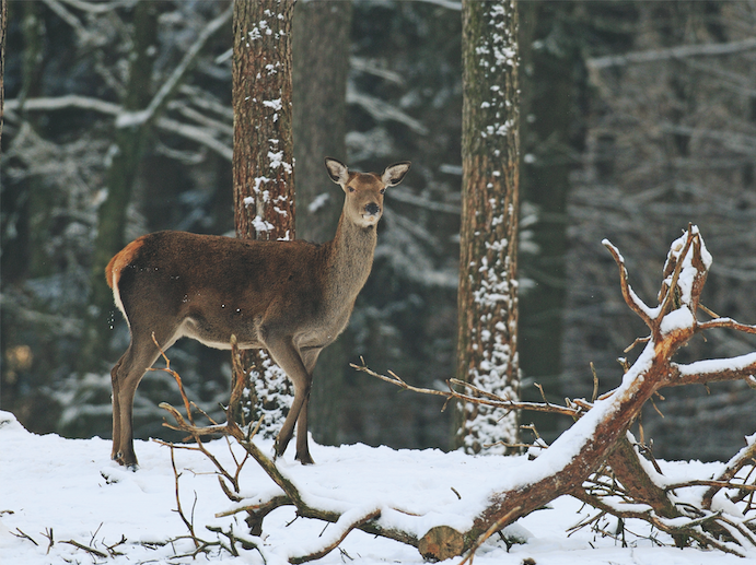 Einzelnes Rotwild steht in verschneiten Wald.