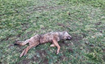 Wölfe – Wolf von Eimke wurde nicht illegal erschossen!