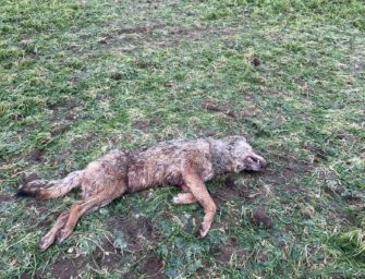 Wölfe – Wolf von Eimke wurde nicht illegal erschossen!