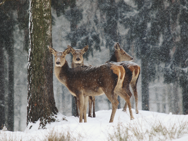 Rotwildfamilie steht auf verschneiter Erhebung im Wald.