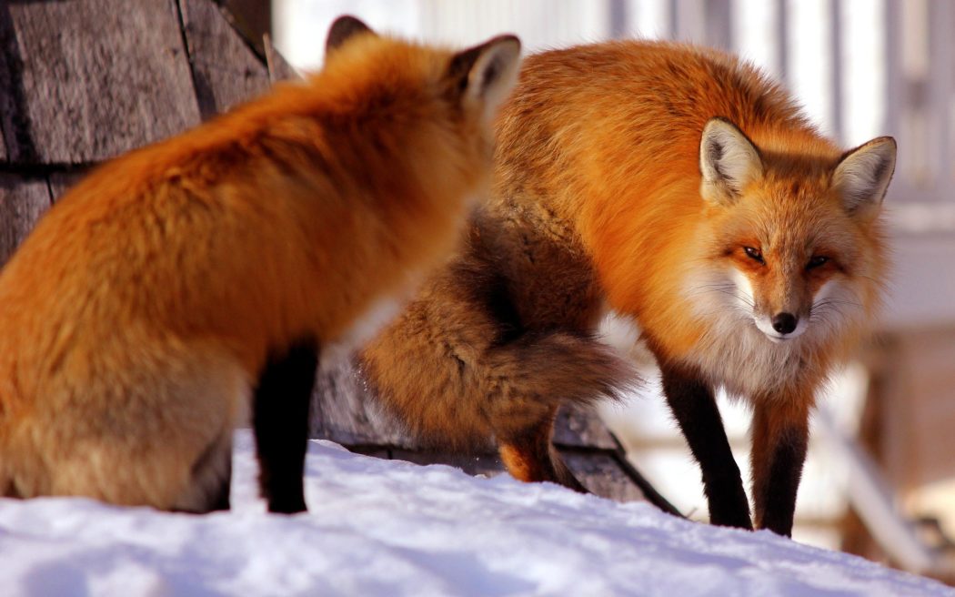 fox-gb71c6fffc_1920