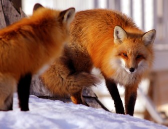 Peta fordert das Verbot der Fuchsjagd für Deutschland